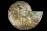 Agatized Ammonite Fossil (Half) - Madagascar #135256-1